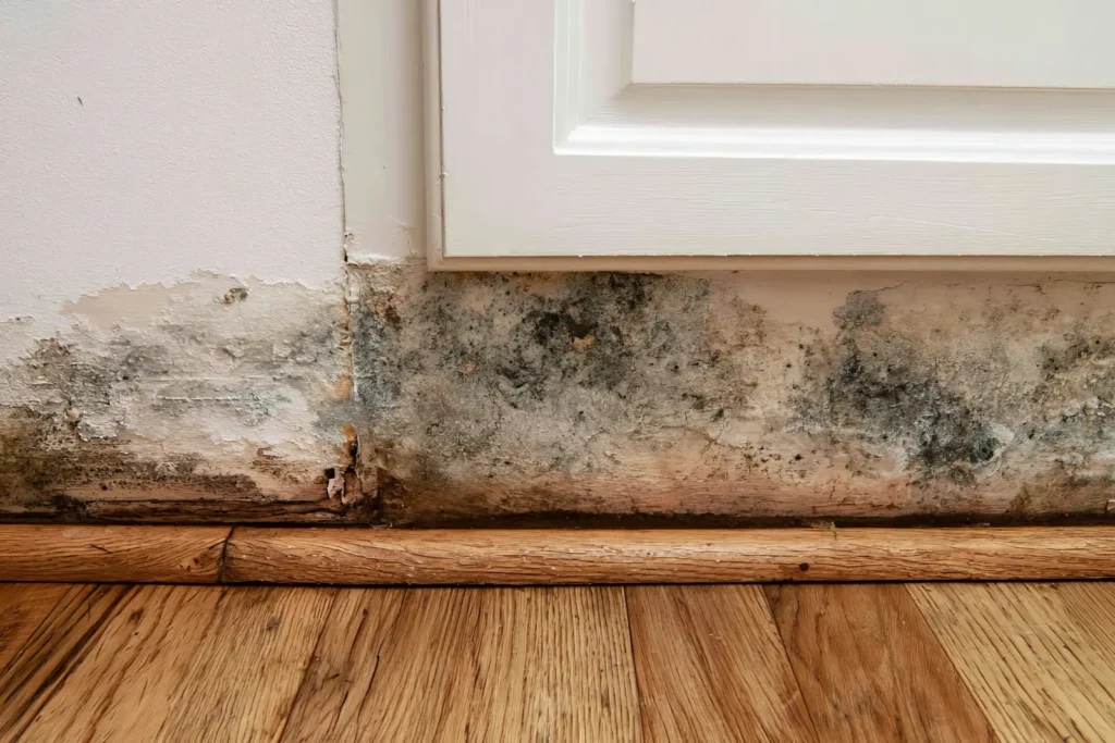Phoenix mold remediation services