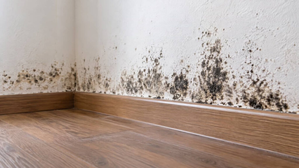 Mold growing along a wall above a wooden baseboard.
