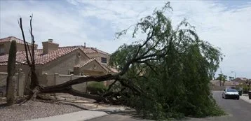 fallen-tree-storm-damage