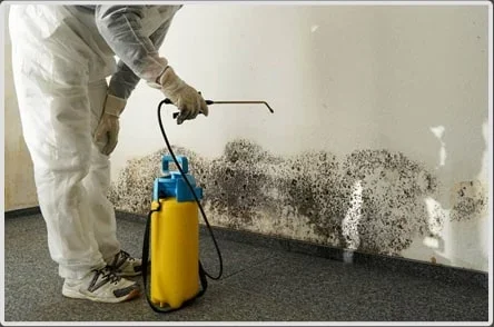mold-remediation