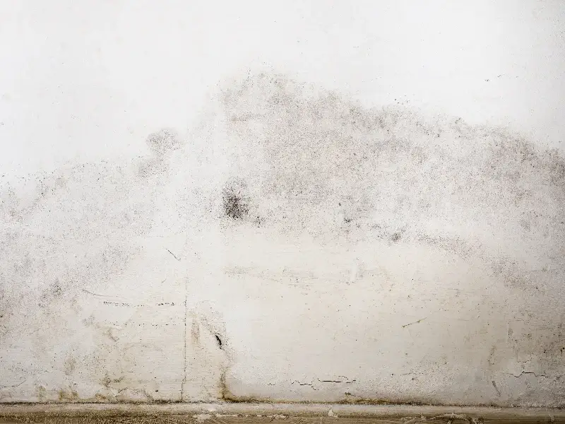 White wall with black mold and dirt stains near the bottom edge.