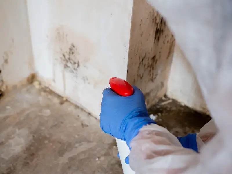 Person wearing blue gloves spraying mold on a wall with a red spray bottle.