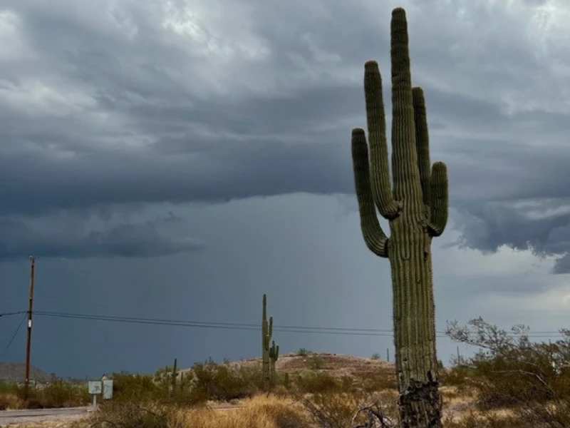Tall saguaro cactus stands in desert with dark storm clouds overhead.
